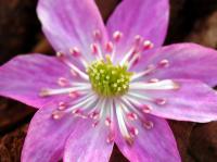 A single pink flower with petaloid stamens.